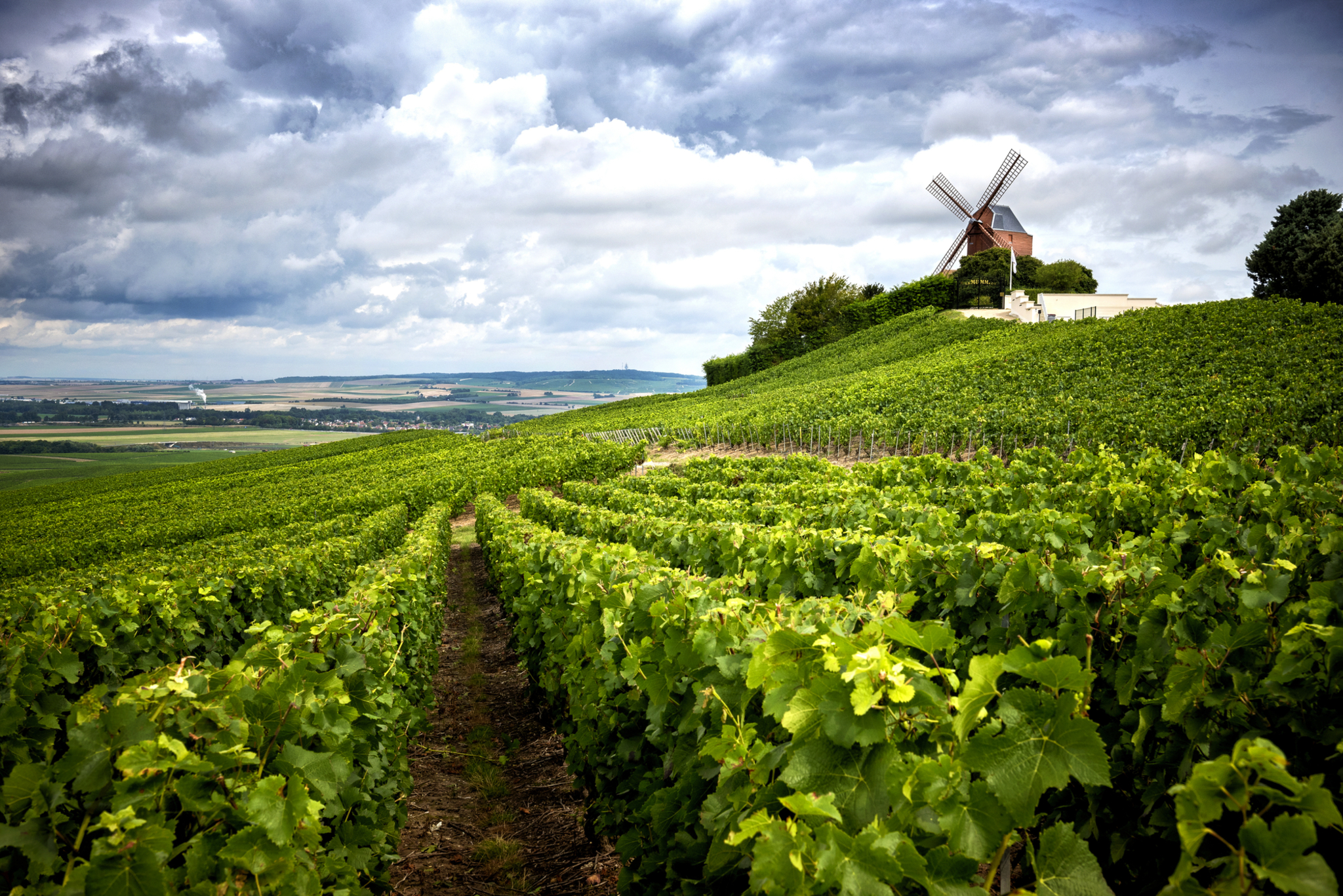 Champagne Region Champagne Region Bild