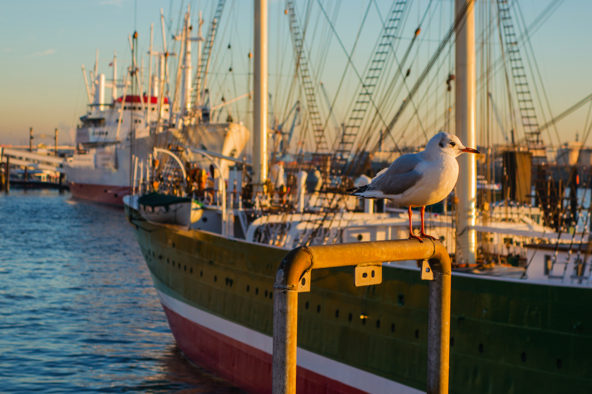 Möwe sitzt auf Geländer vor Schiff im Hafen bei Sonnenuntergang.