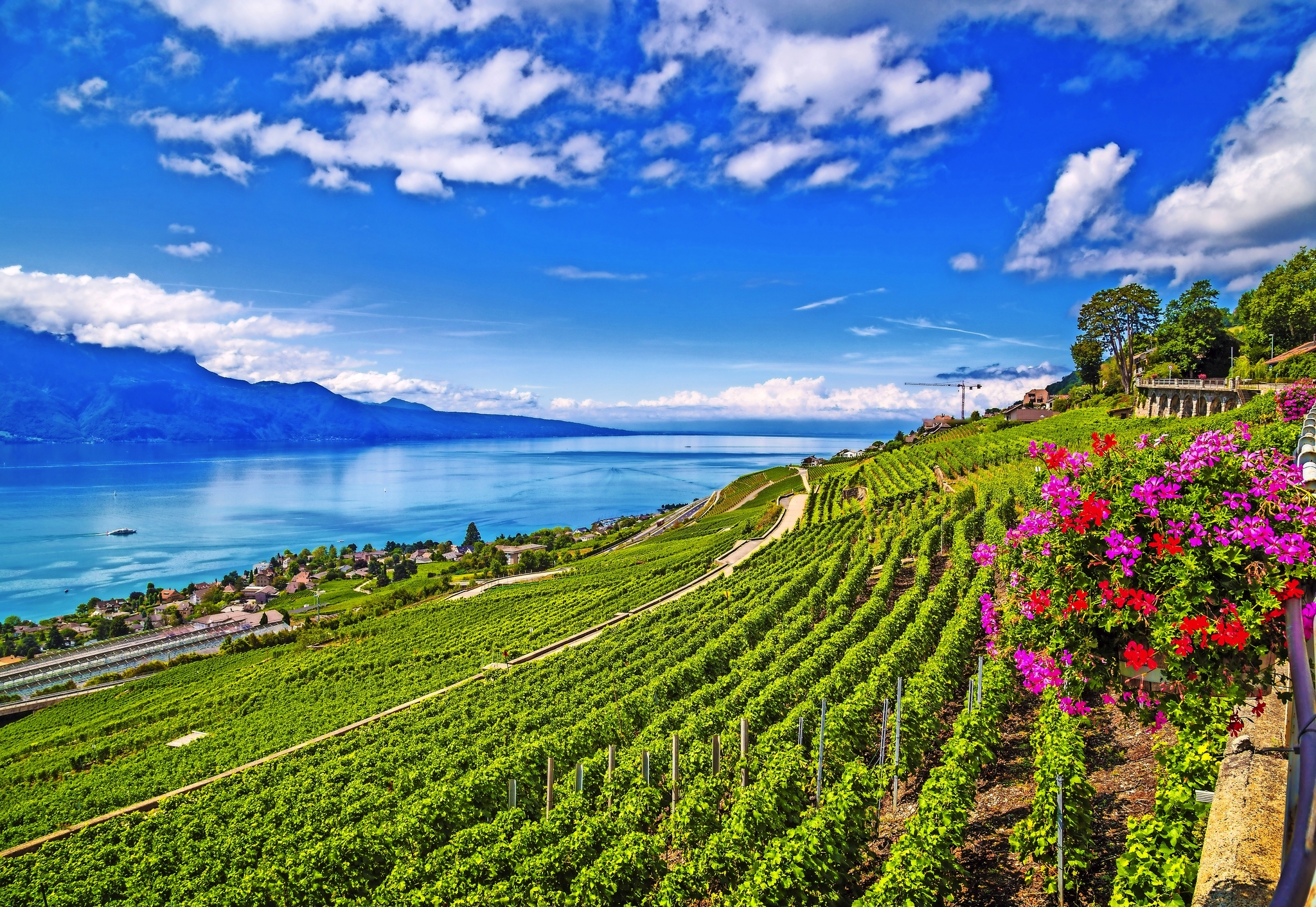 Weinreben am Genfersee Weinreben am Genfersee Bild