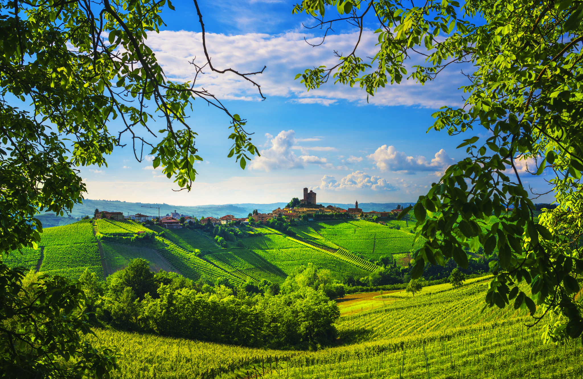 Weinberge in der Langhe Weinberge in der Langhe Bild