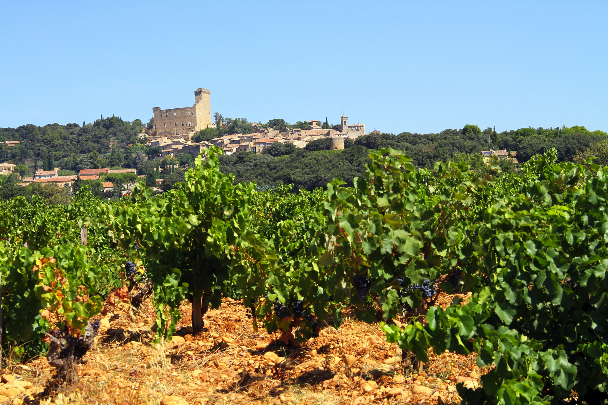 Weingut Châteauneuf du Pape Weingut Châteauneuf du Pape Bild