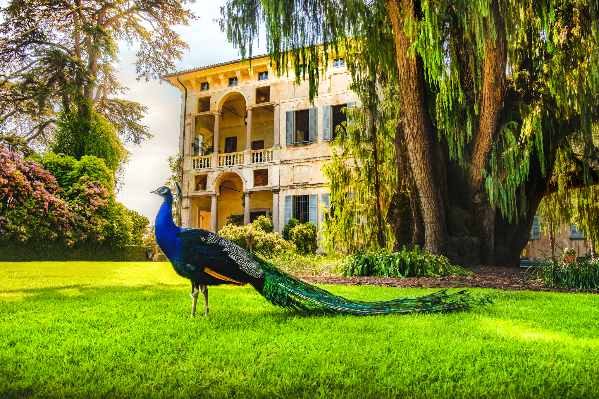 Pfau auf einer Wiese vor einem historischen Gebäude mit Bäumen im Hintergrund.