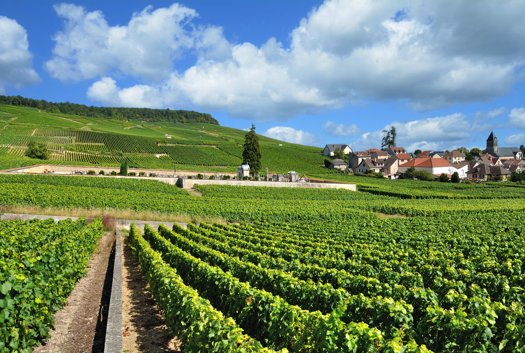 Weinort Oger nahe Epernay Weinort Oger nahe Epernay Bild