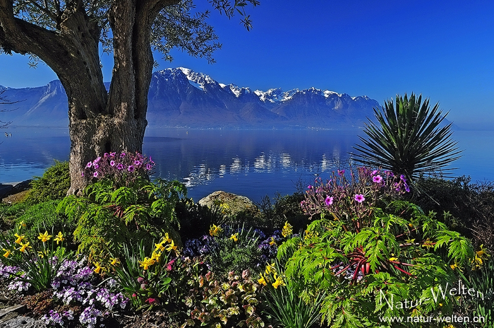 Lac Léman Lac Léman Bild