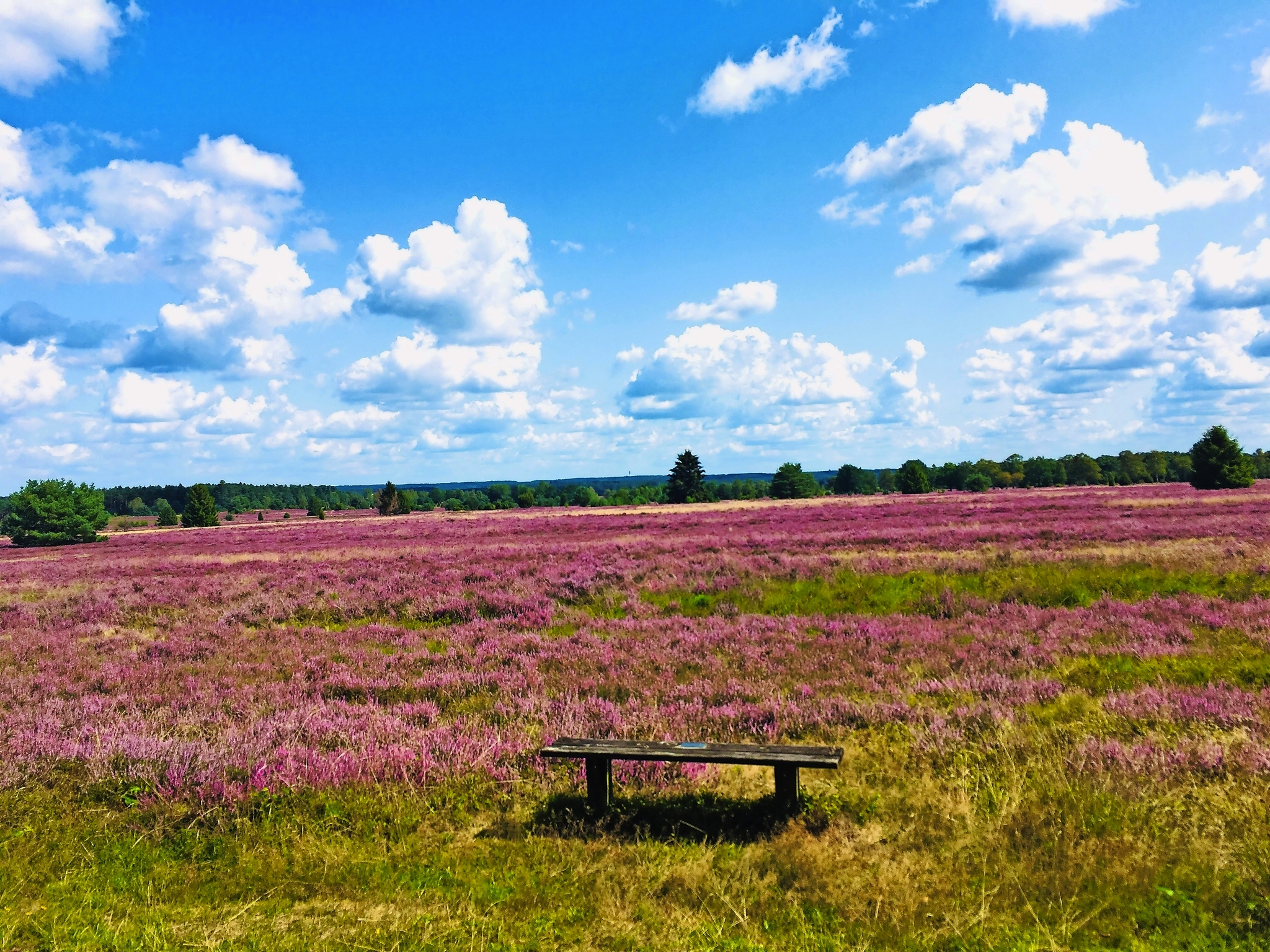 Lüneburger Heide Lüneburger Heide Bild
