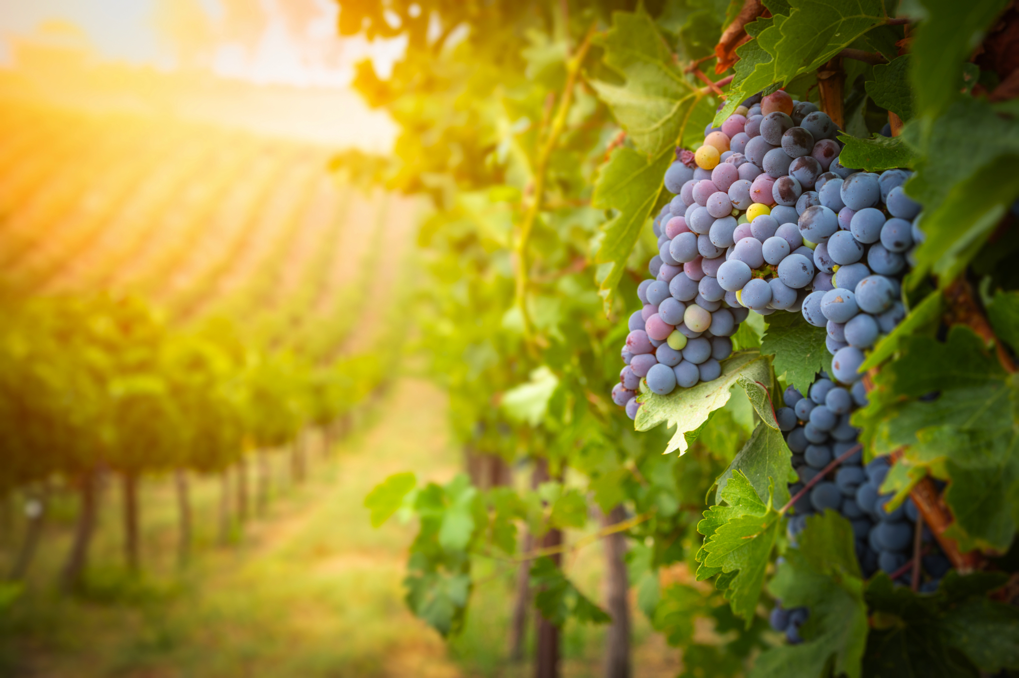 Weinreben Weinreben Bild