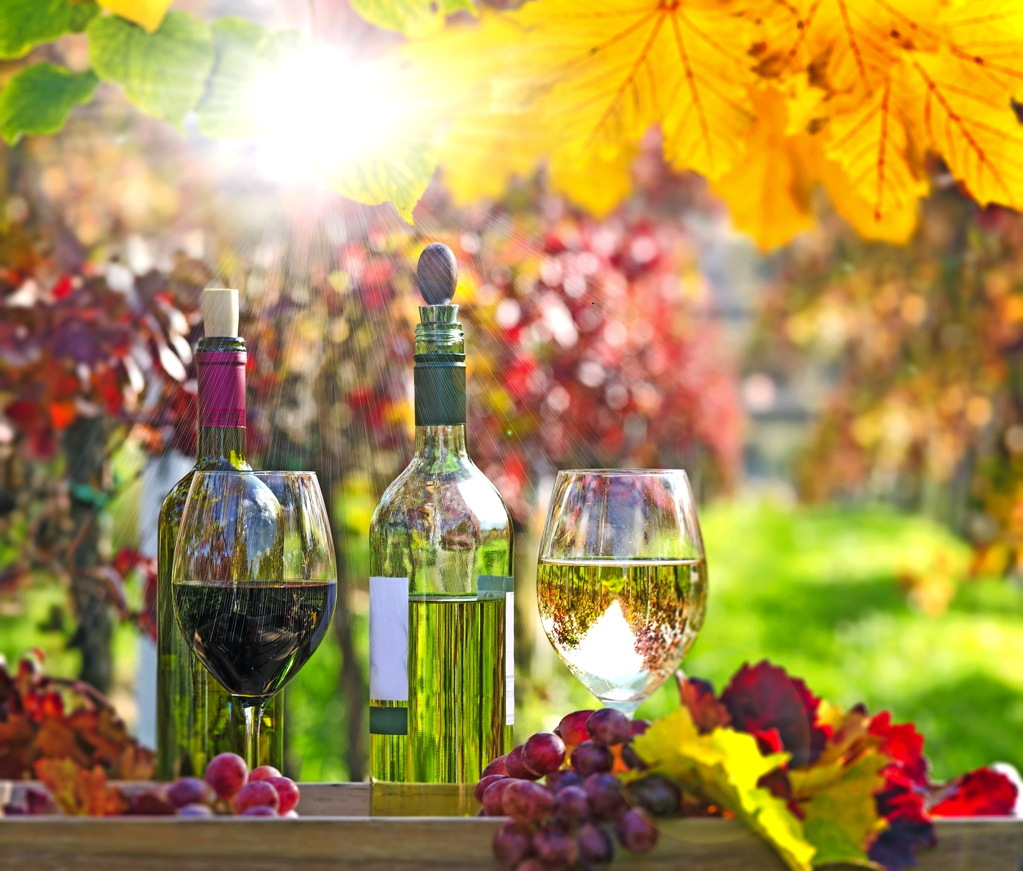 Weindegustation Bild