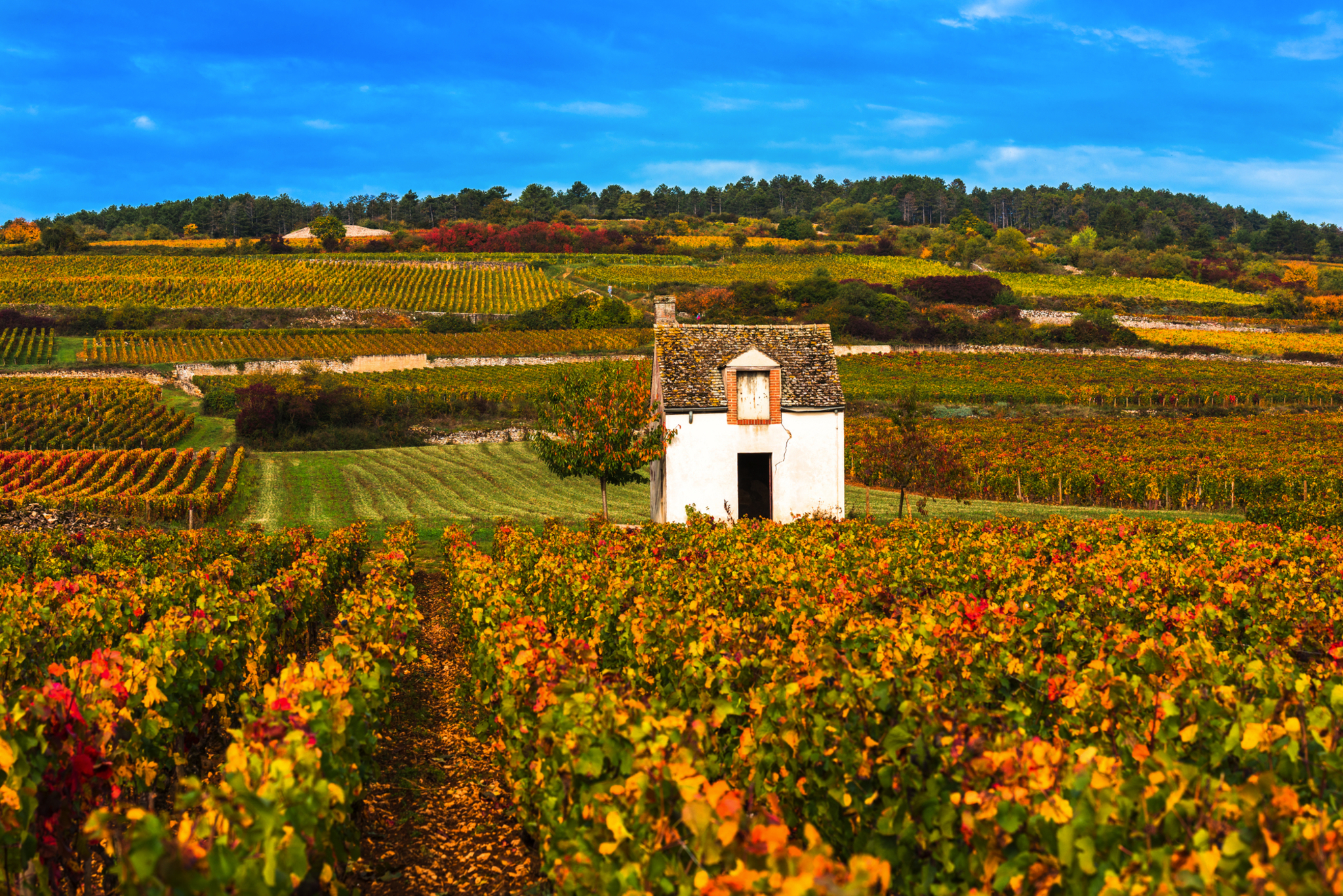 Weinbaugebiet Burgund im Herbst Weinbaugebiet Burgund im Herbst Bild