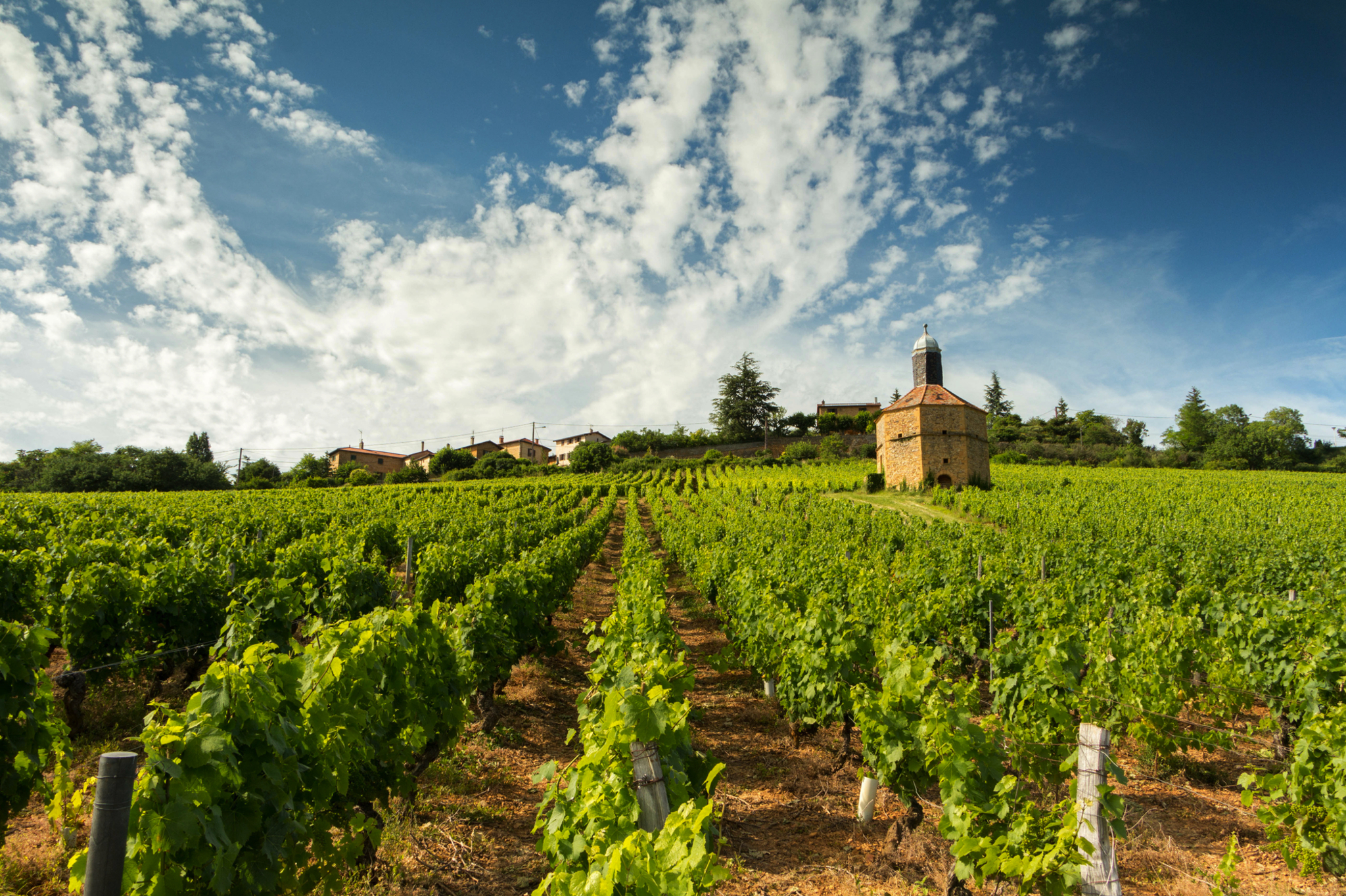 Weinberg mit Kirche und blauem Himmel im Hintergrund