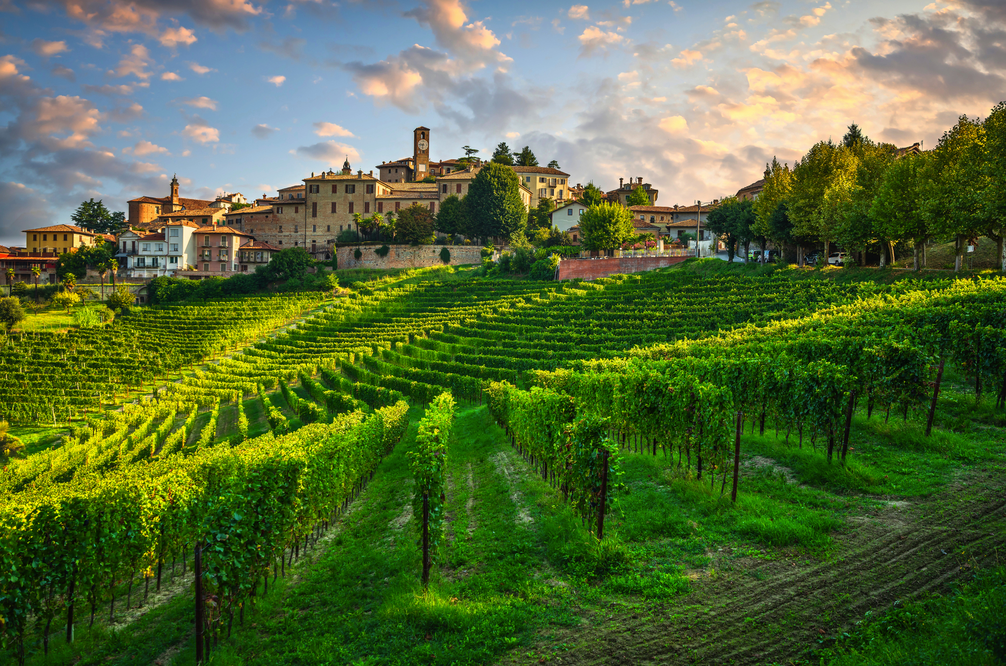 Weinberge der Langhe Weinberge der Langhe Bild