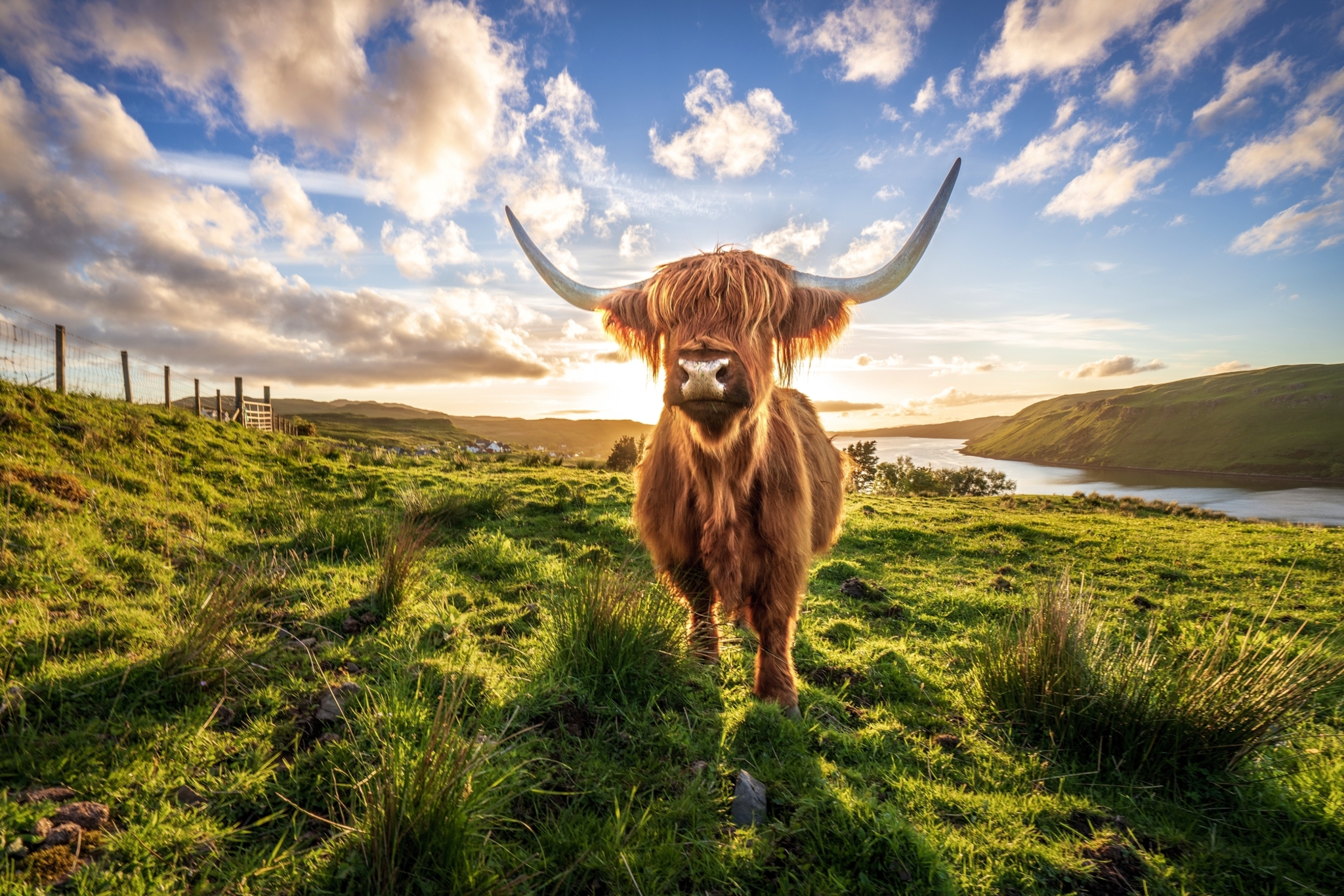 Schottisches Highlandrind Schottisches Highlandrind Bild