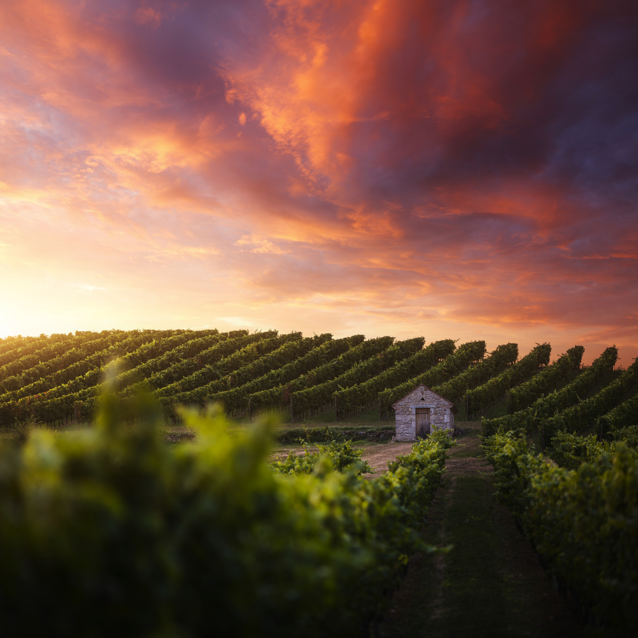 Weinberg im Sonnenuntergang Weinberg im Sonnenuntergang Bild