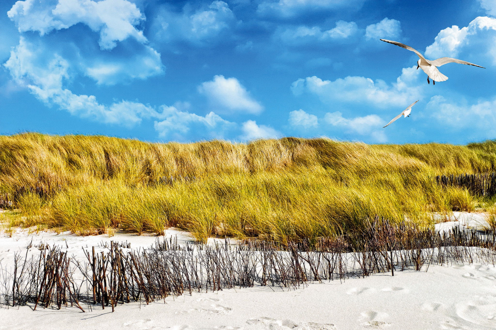 Stranddünen mit Schilfgras, blauem Himmel und fliegenden Möwen.