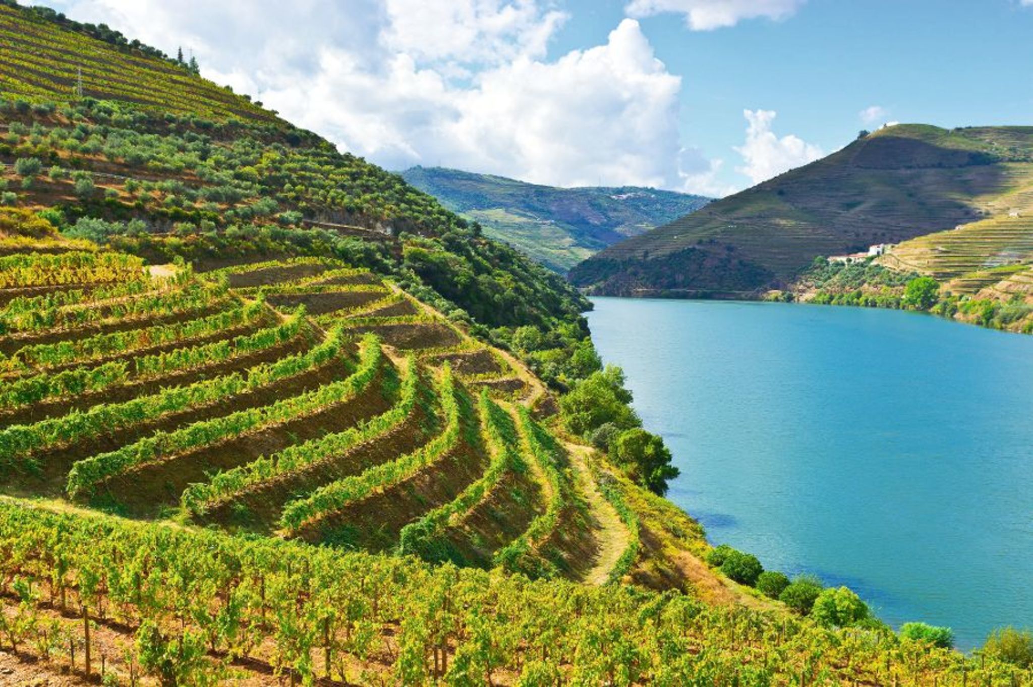 Weinberge am Fluss Douro Weinberge am Fluss Douro Bild