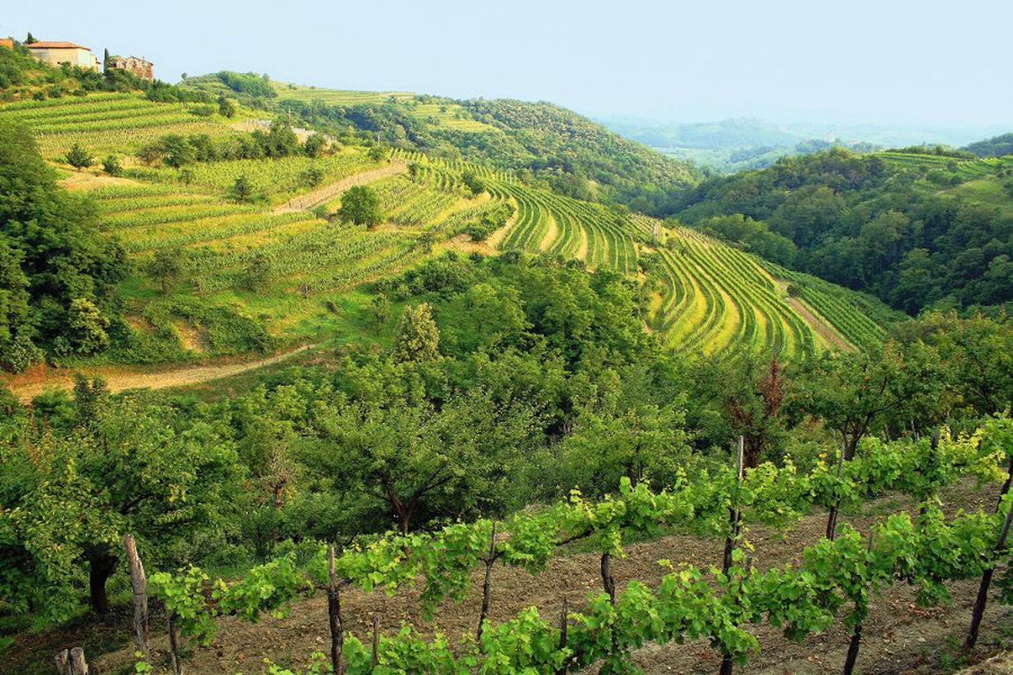 Weinberg Slowenien Weinberg auf hügeliger Landschaft im Sommer.