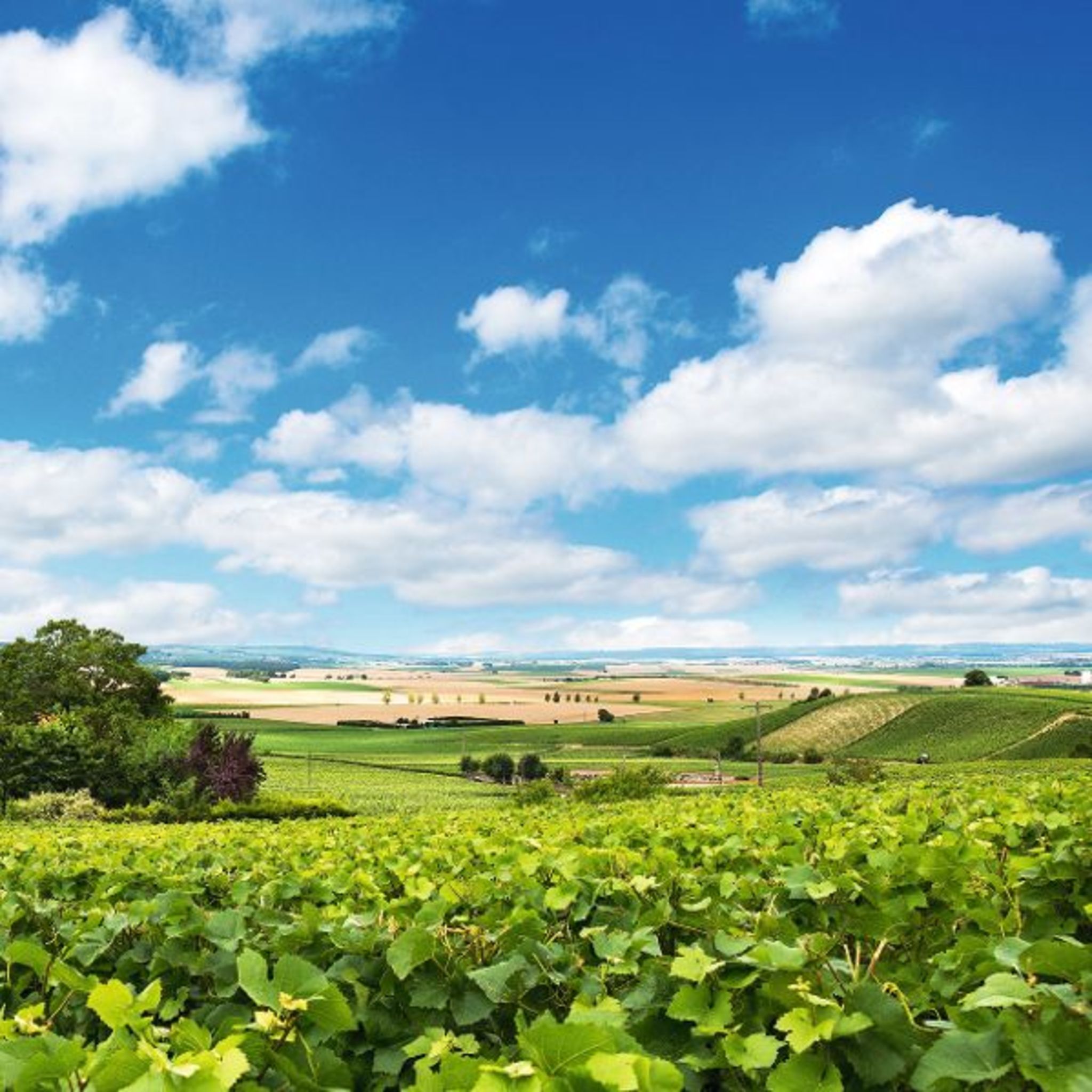 Weinberge in der Champagne Weinberge in der Champagne Bild