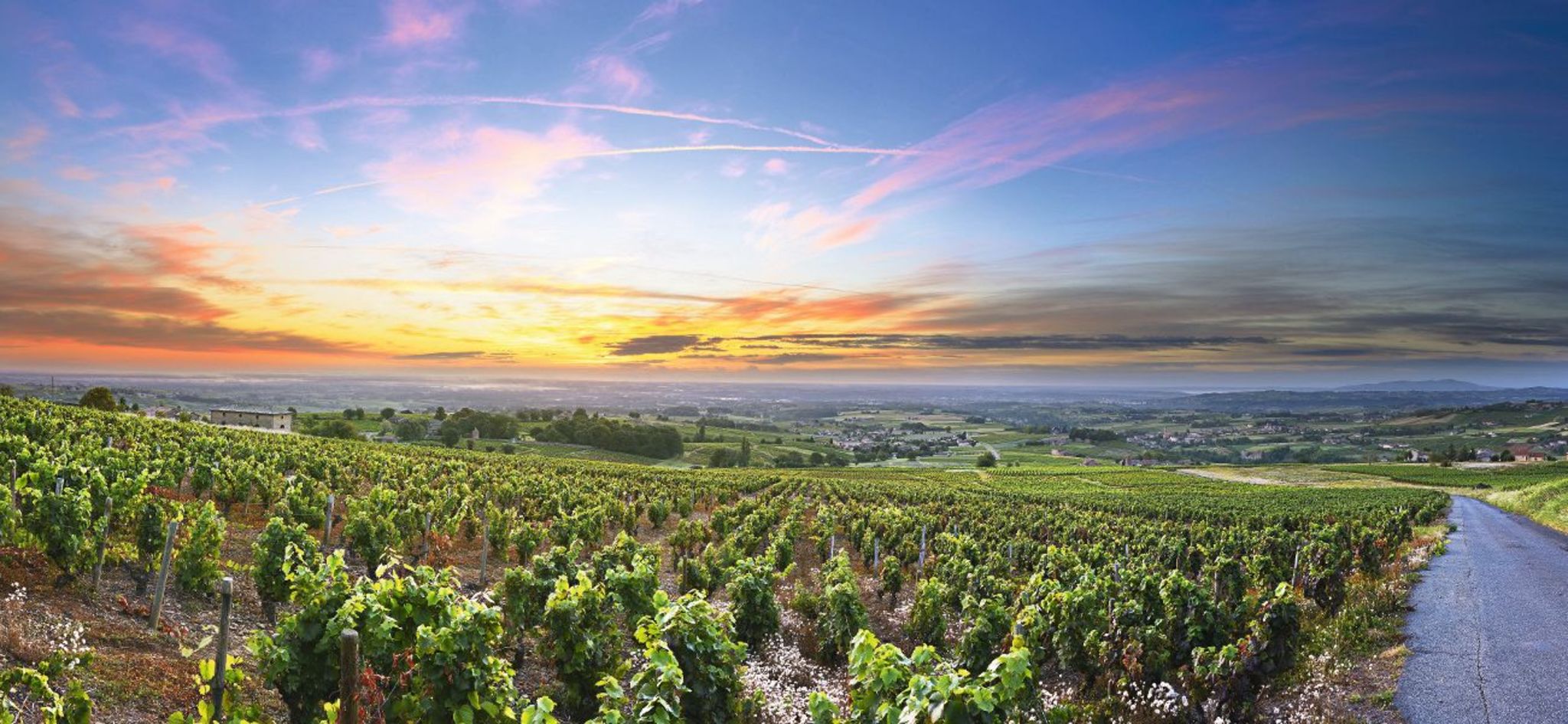 Panorama der Weinberge bei Sonnenaufgang Panorama der Weinberge bei Sonnenaufgang Bild
