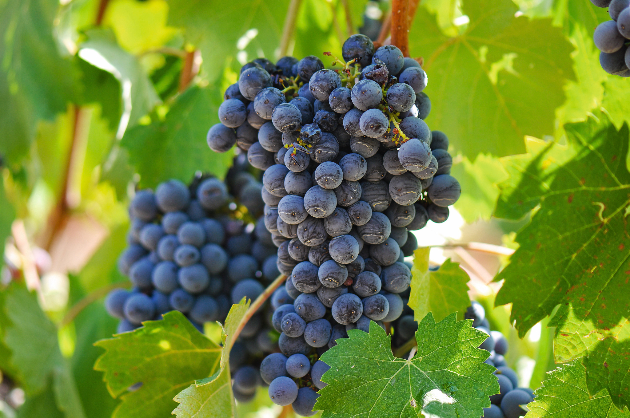 Trauben hängen in dichten, violetten Trauben an einem Rebstock, umgeben von grünen Weinblättern.