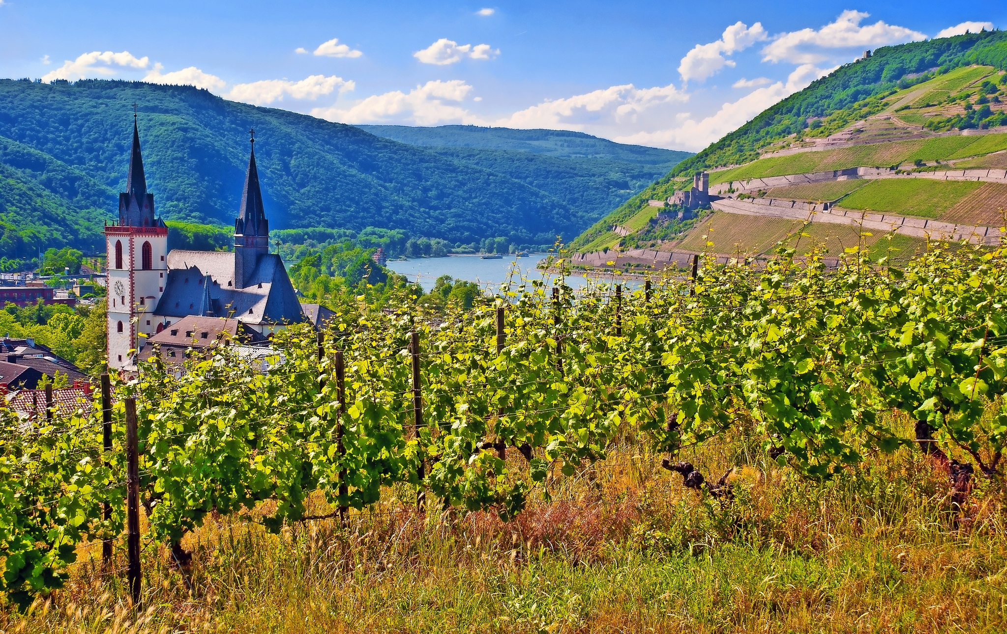 Weinberg mit Bingener Basilika, Museturm, Rhein und Ehrenfels Weinberg mit Bingener Basilika, Museturm, Rhein und Ehrenfels Bild