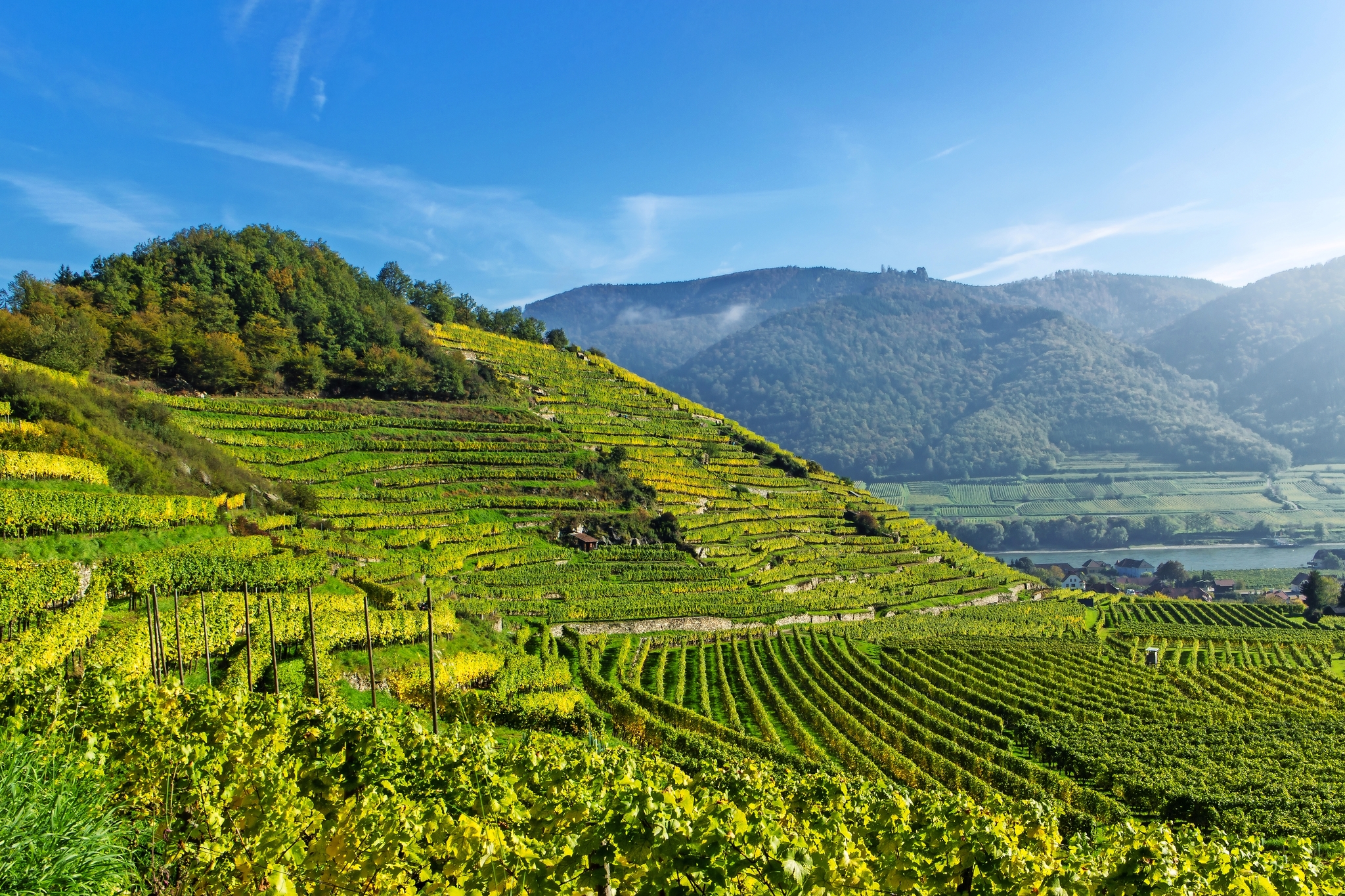Weinterrassen in Spitz - Wachau Weinterrassen in Spitz - Wachau Bild