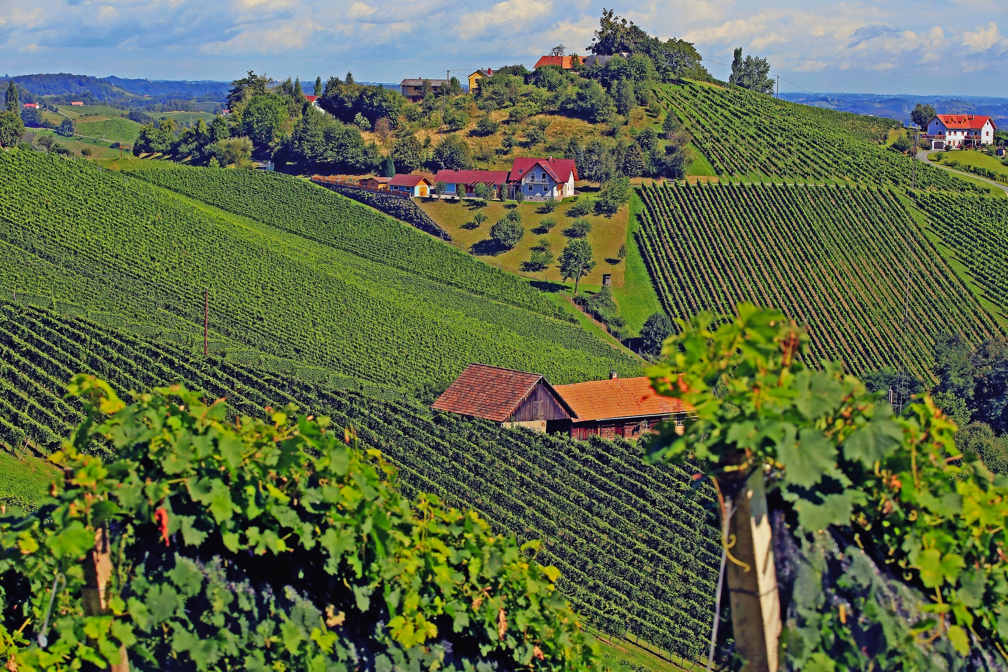 Hügellandschaft mit Weinfeldern und Häusern im Hintergrund