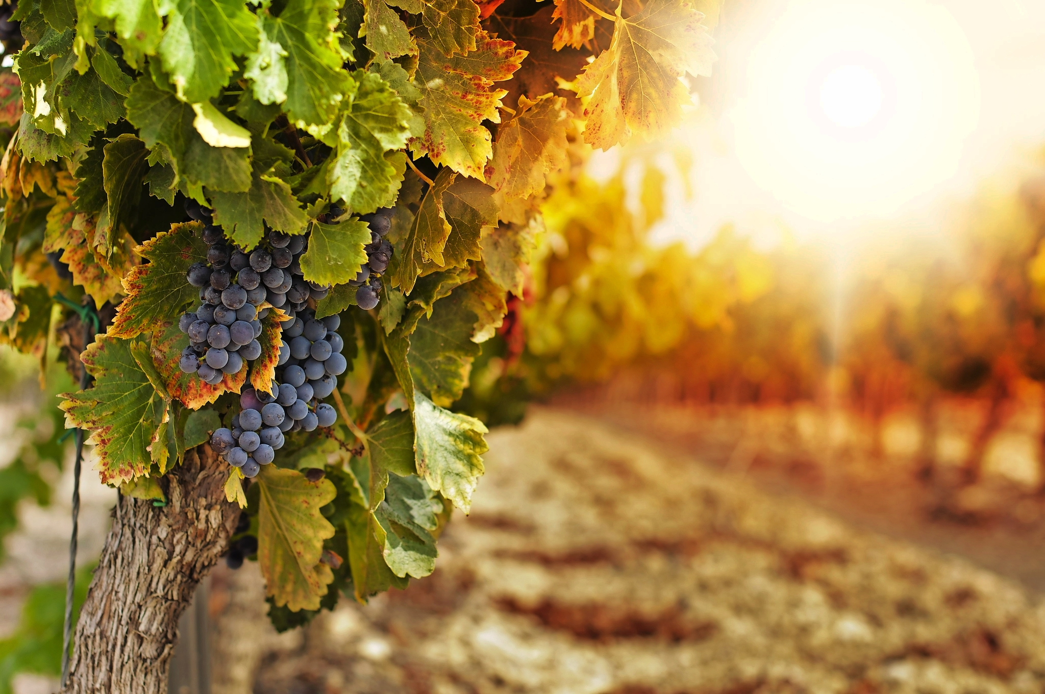 Weinreben Weinreben Bild