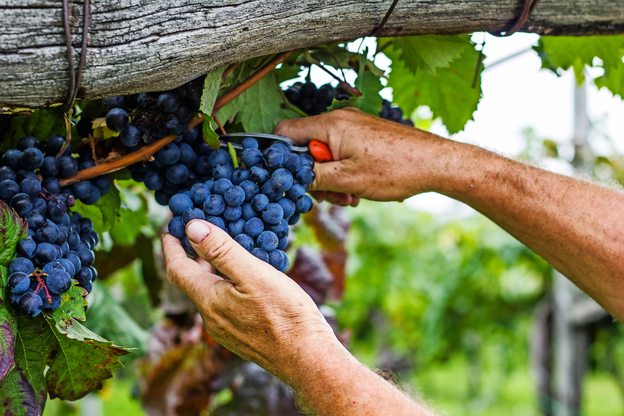 Weinlese Goriska Brda Bild